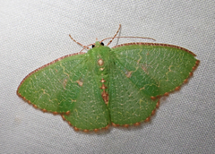 Eucyclodes metaspila