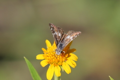 Burnsius orcynoides