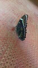 Morpho helenor achillides