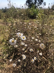 Symphyotrichum moranense