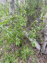 Forestiera angustifolia