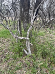 Forestiera angustifolia