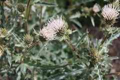 Cirsium canescens