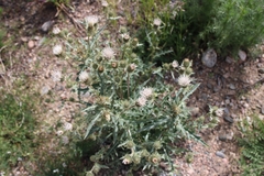 Cirsium canescens