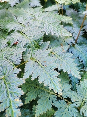 Selaginella willdenowii
