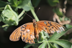 Dione vanillae maculosa