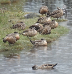 Lophonetta specularioides