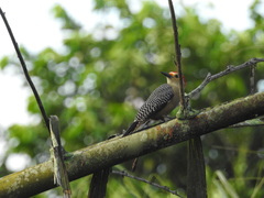 Melanerpes aurifrons
