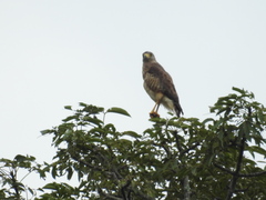 Rupornis magnirostris