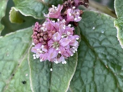 Phytolacca sandwicensis