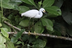 Egretta thula