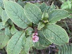 Phytolacca sandwicensis