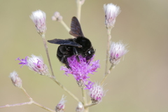 Bombus pauloensis