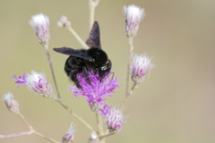 Bombus pauloensis