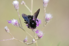 Bombus pauloensis
