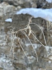 Hesperis matronalis