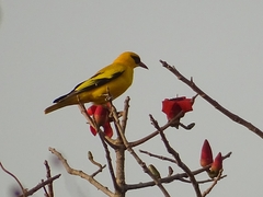Oriolus auratus