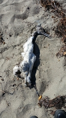 Aechmophorus occidentalis