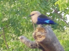 Coracias cyanogaster