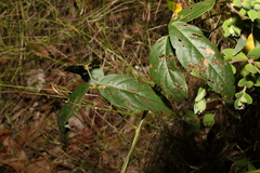 Kennedia rubicunda