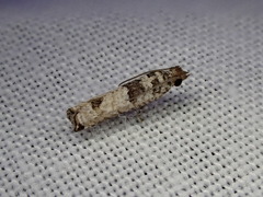 Spilonota constrictana