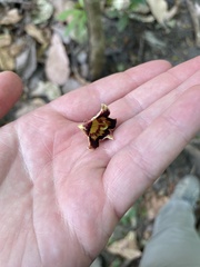 Sterculia apetala