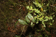 Kennedia rubicunda