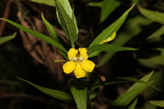 Goodenia ovata