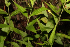 Goodenia ovata