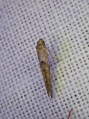 Epermenioidea