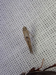Epermenioidea