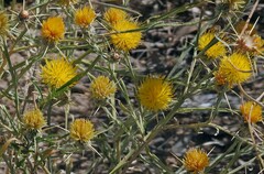 Centaurea solstitialis