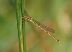Austrolestes analis