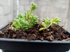 Sedum potosinum