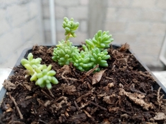 Sedum potosinum