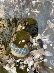 Polyplacophora