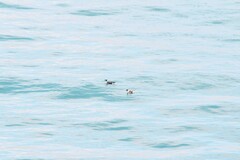 Brachyramphus marmoratus