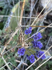 Phacelia congesta