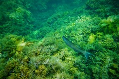 Olisthops cyanomelas