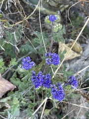 Phacelia congesta