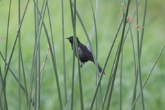 Agelasticus cyanopus