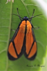 Ormetica chrysomelas