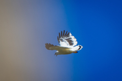 Pseudastur albicollis