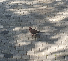 Streptopelia senegalensis
