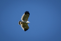 Pseudastur albicollis