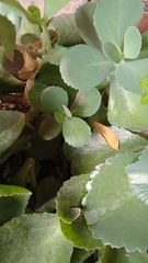 Kalanchoe marmorata