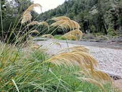 Austroderia richardii