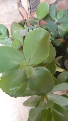 Kalanchoe marmorata