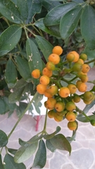 Callaeum macropterum