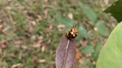 Paropsis maculata